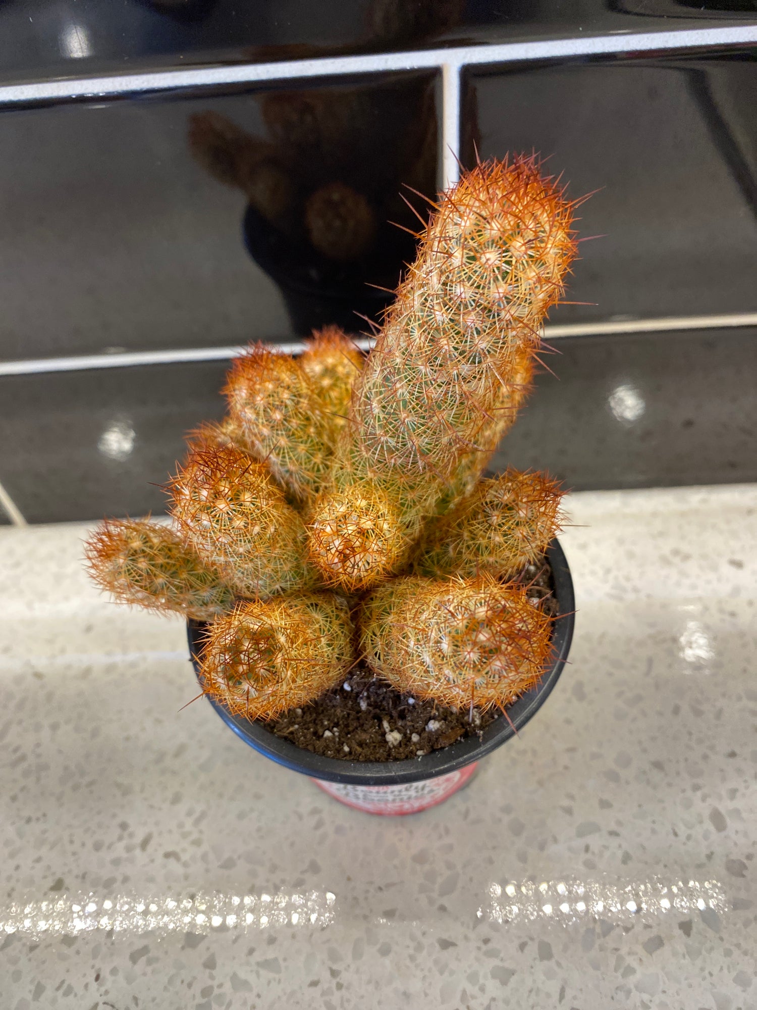 Copper King Cactus