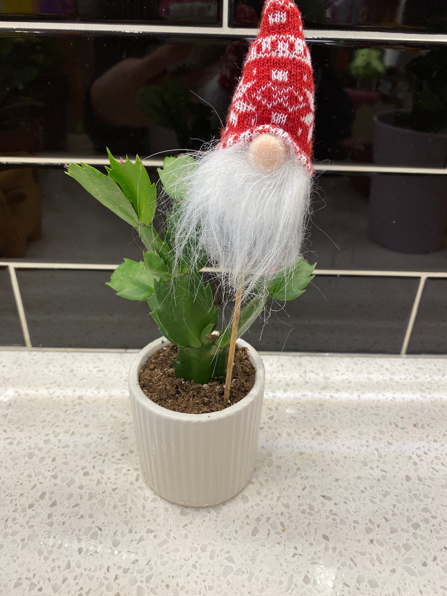 Potted Christmas Cactus with Gnome