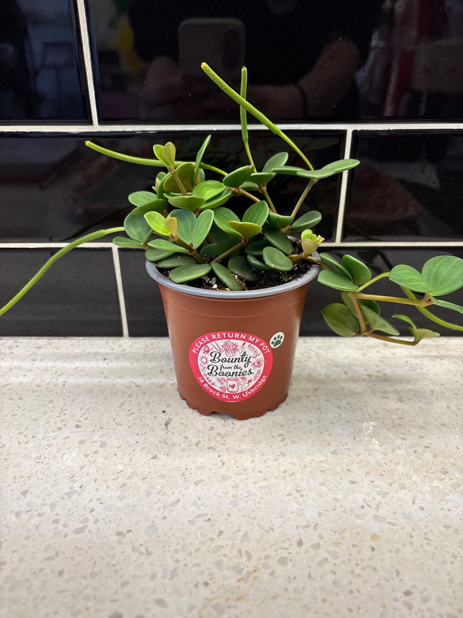 Peperomia Hope