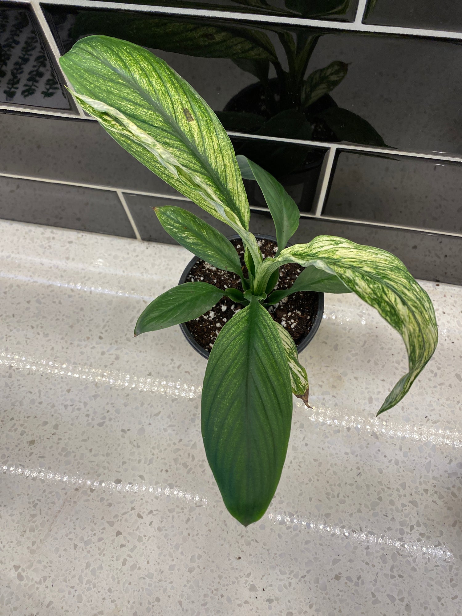 Peace Lily Variegated Spath Sensation