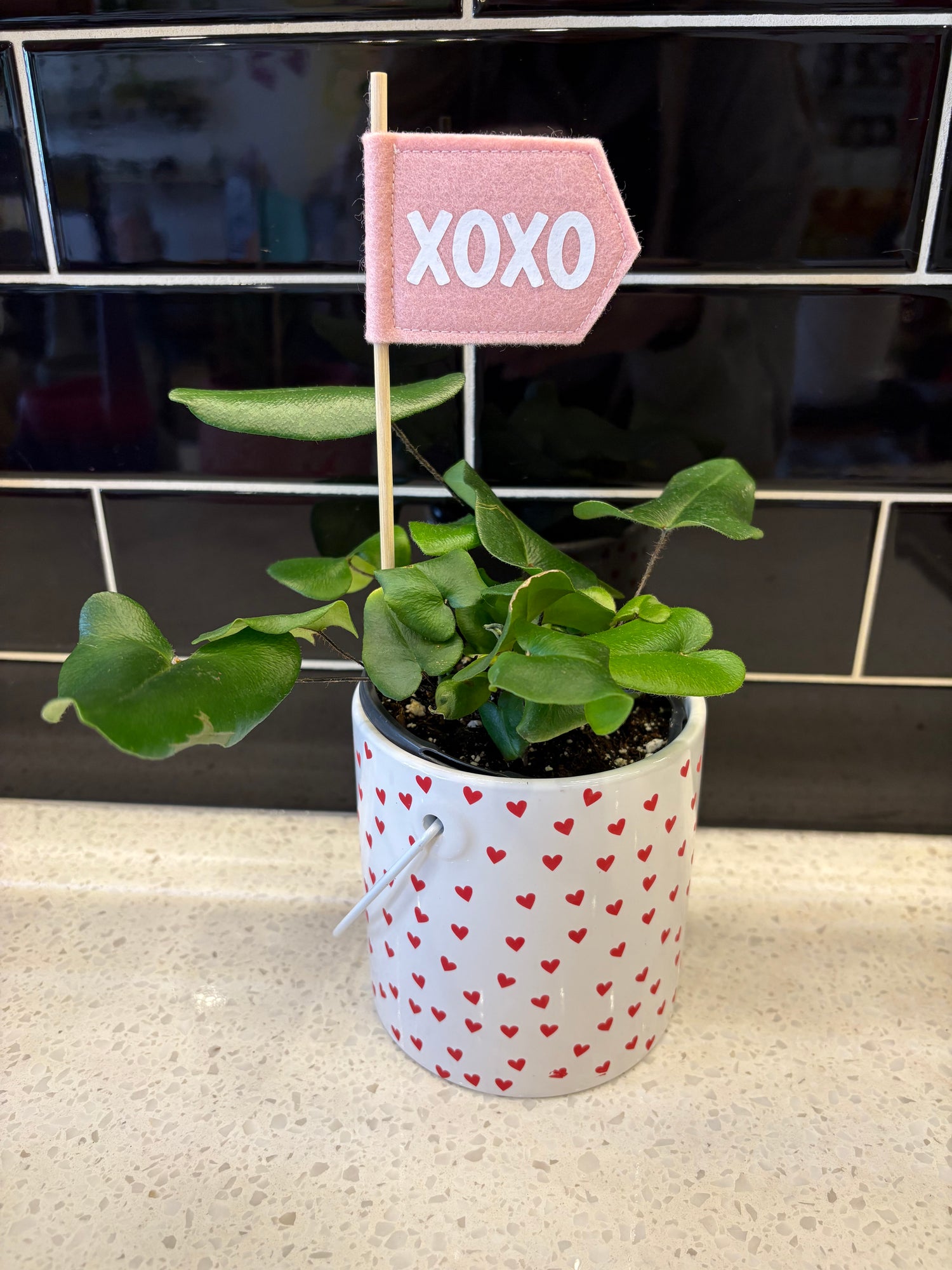 Valentines Heart-leaf Plant 4”