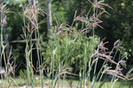 Big blue stem grass