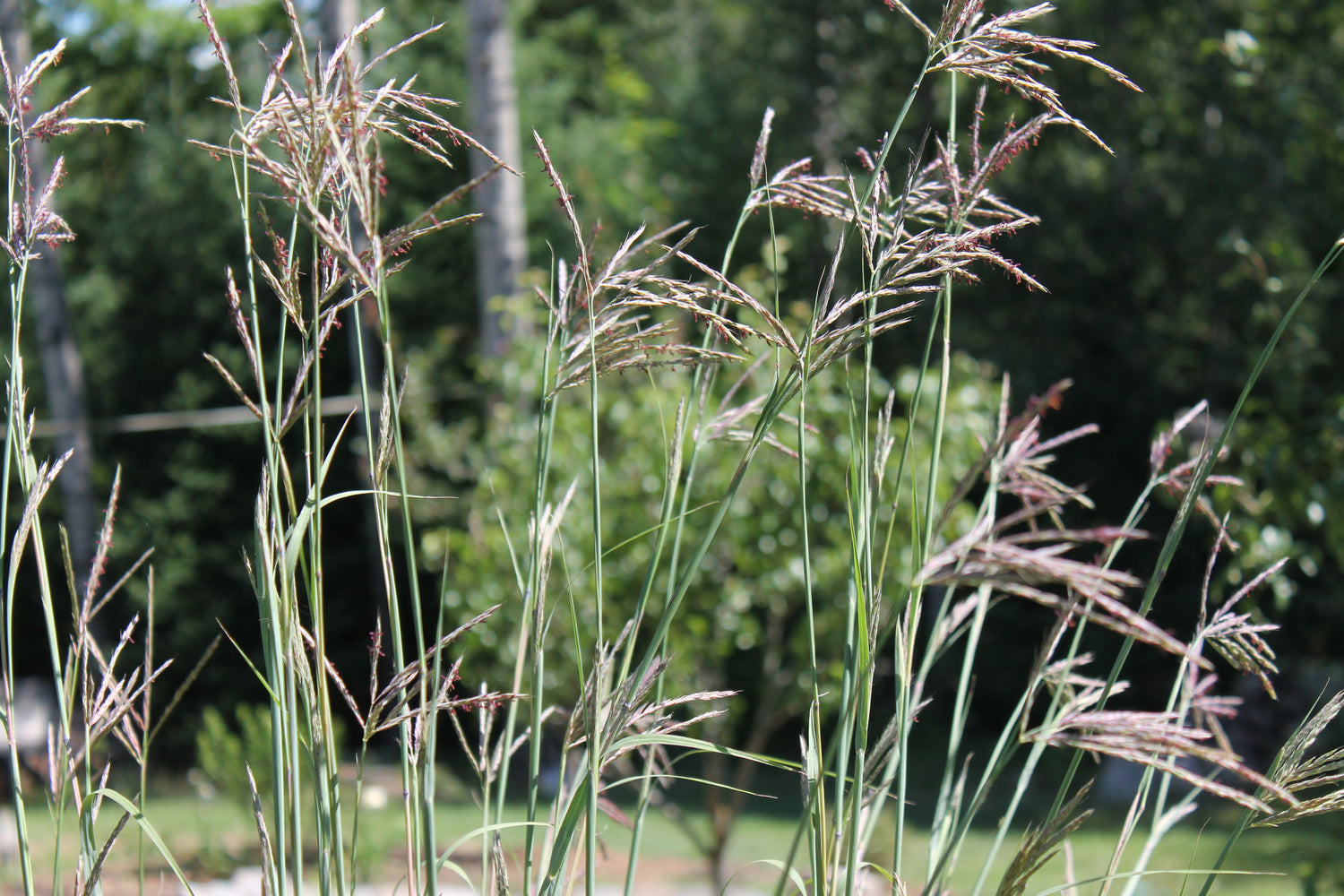 Big blue stem grass