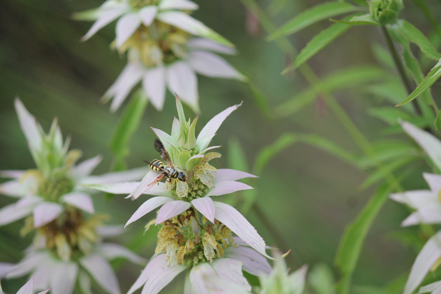 Bee Balm, Spotted, Seeds