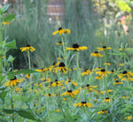 Blackeyed Susan