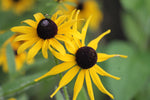 Blackeyed Susan