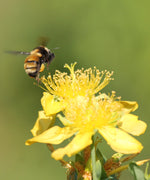 Bumblebee atHypericum ascyron