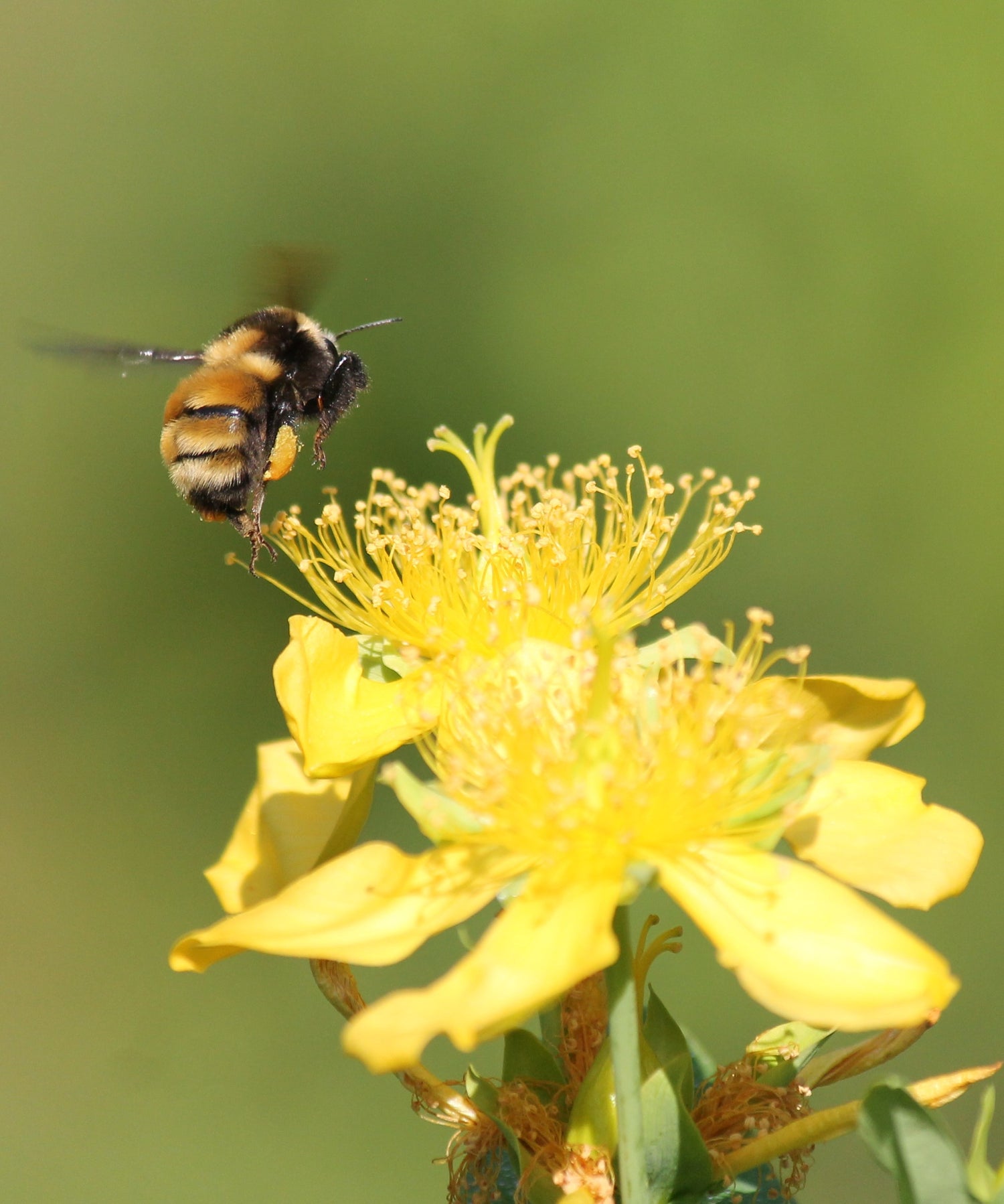 Bumblebee atHypericum ascyron