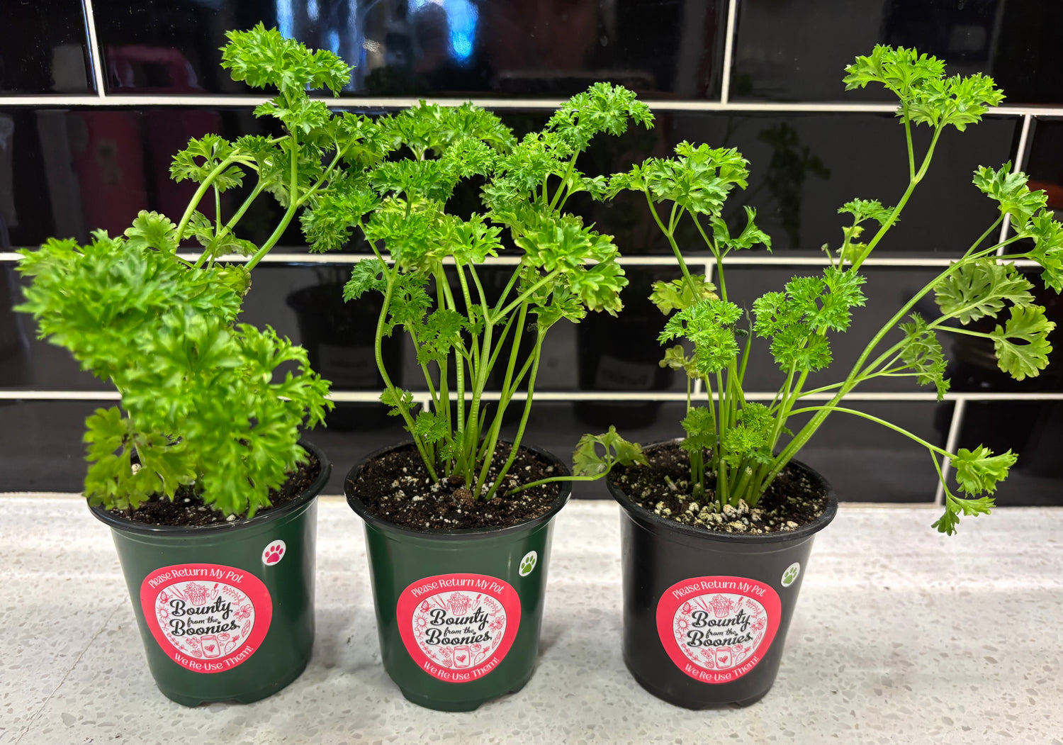 Parsley