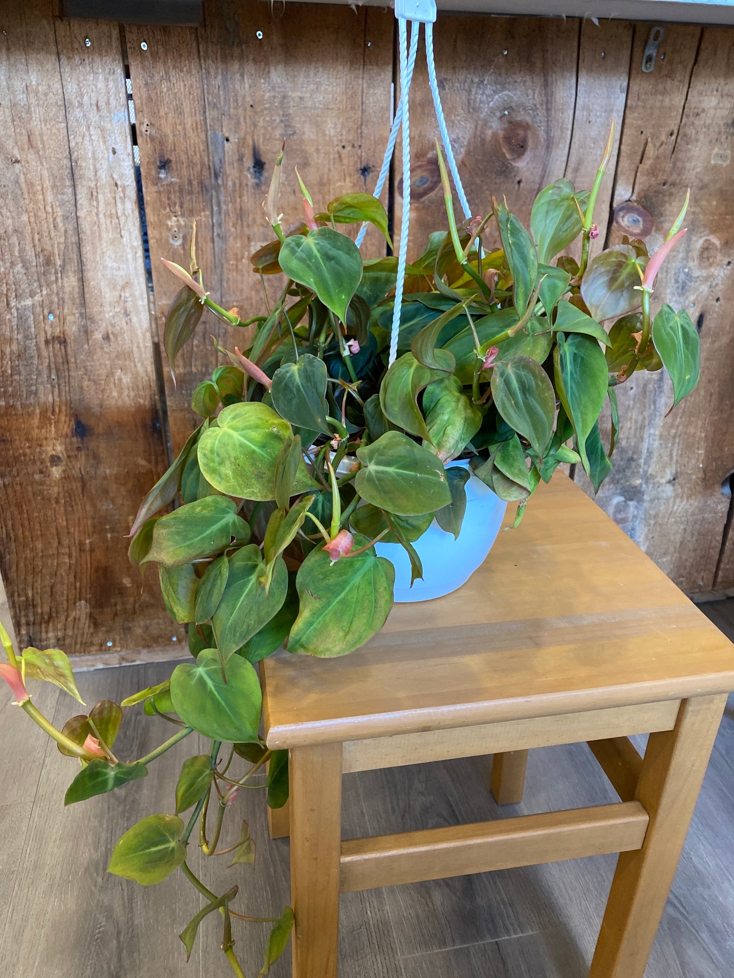 Philodendron - Micans
