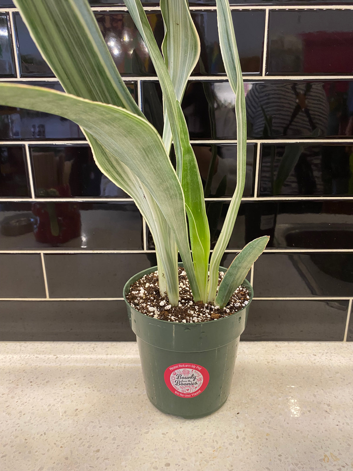 Sansevieria sayuri, Snake Plant