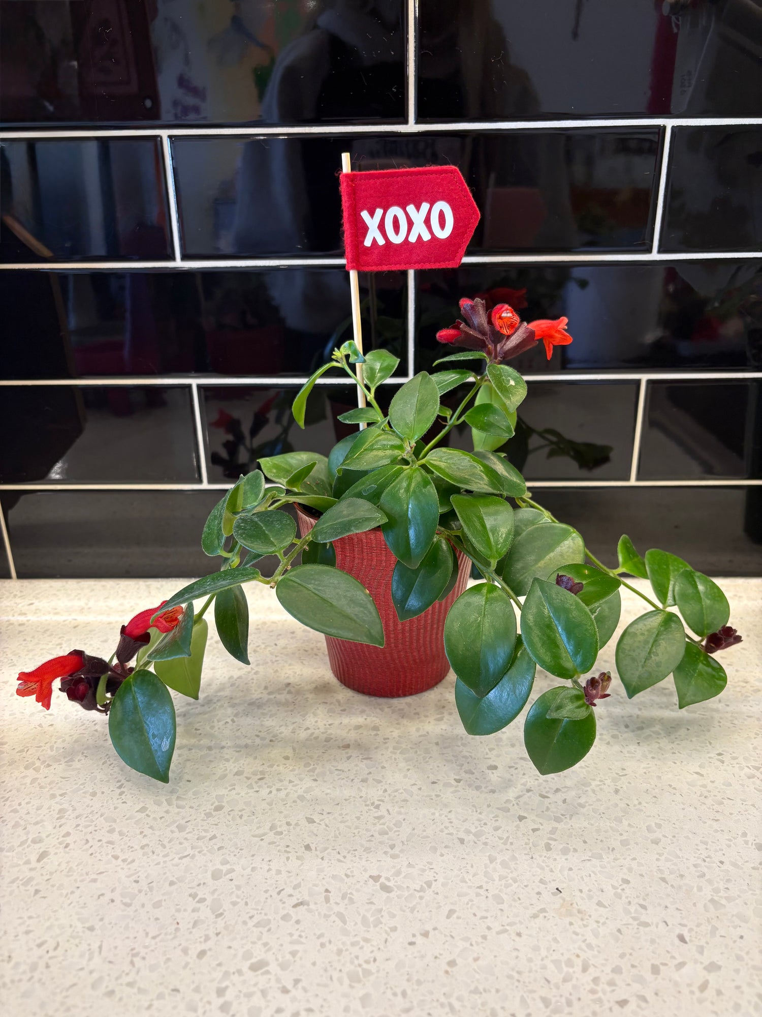 Valentines Lipstick - Mona Lisa Plant 4”