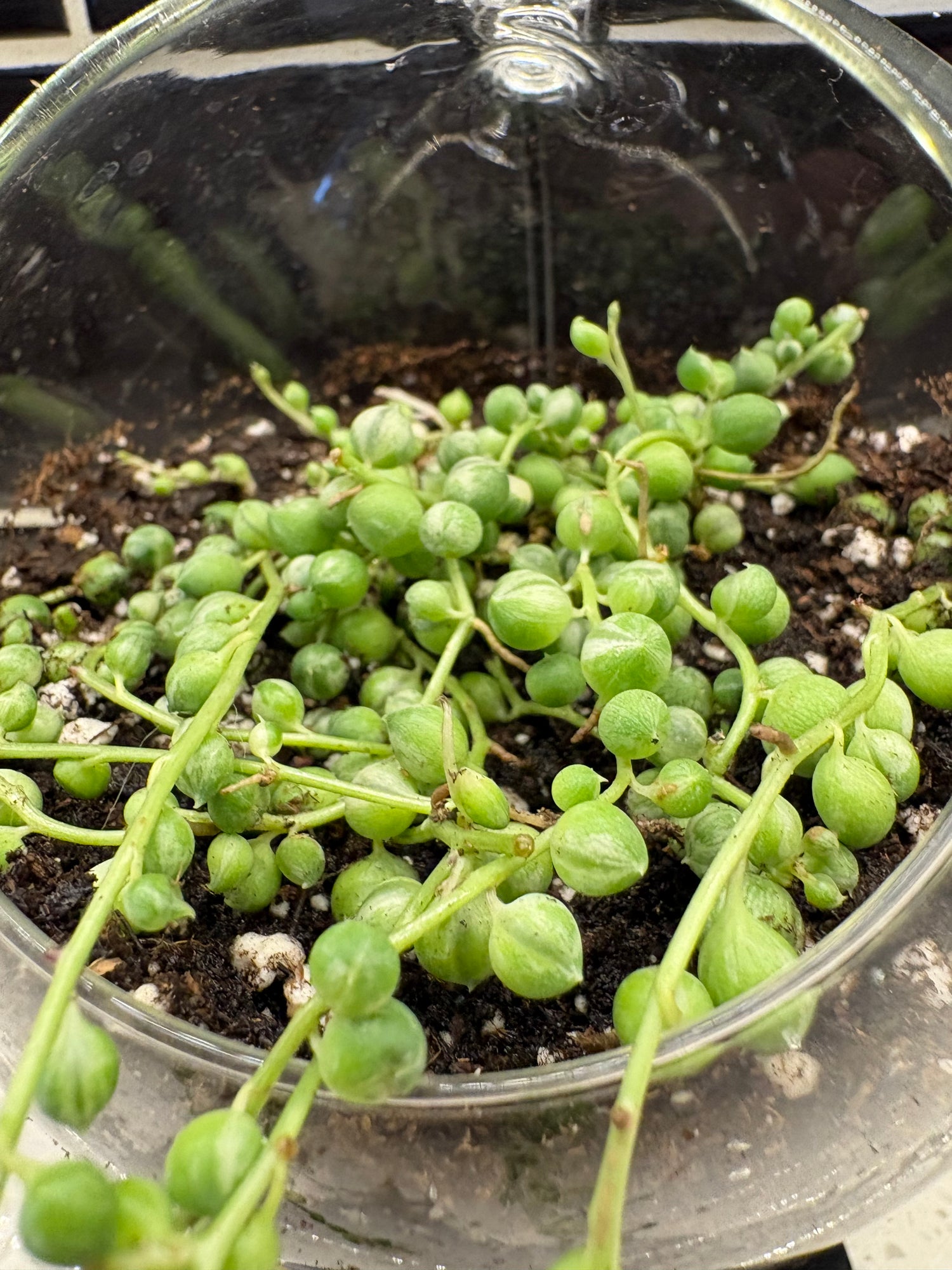 Glass Globe Potted String of Pearls