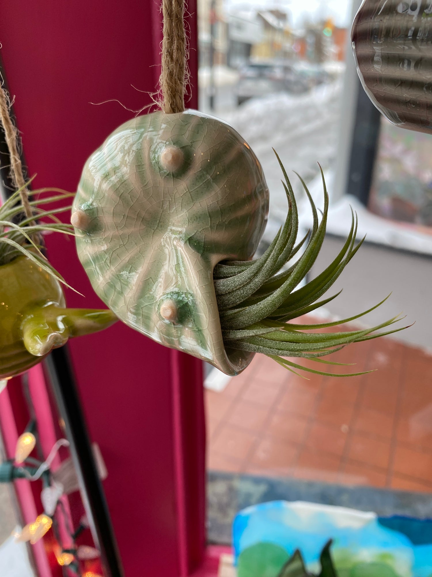 Snail Shell Air Plant