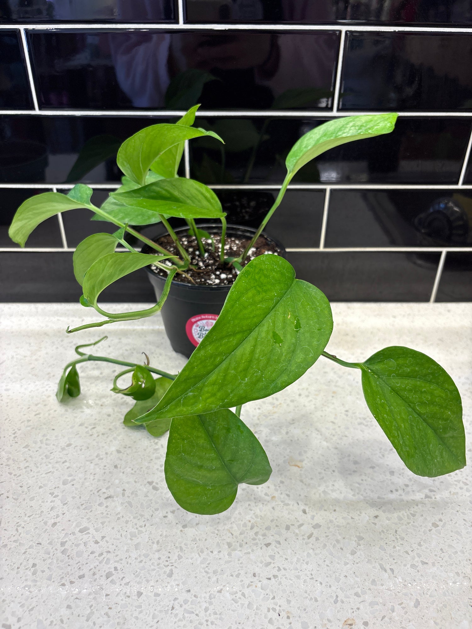 Pothos - Jade