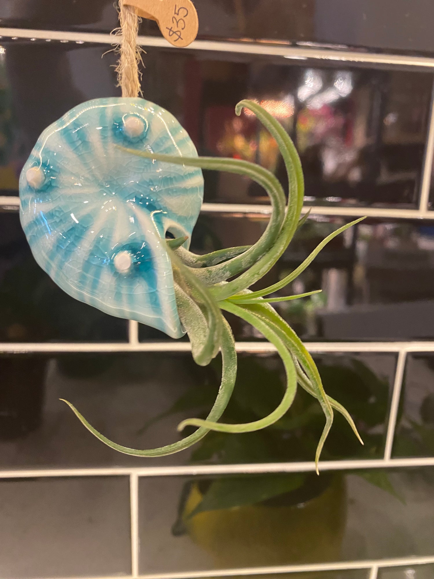 Nautilus Shell Air Plant