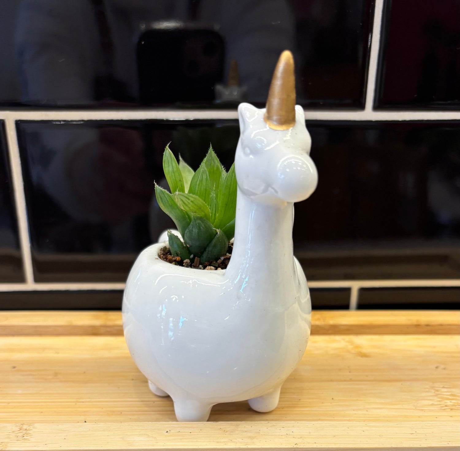Potted Succulent in Unicorn planter