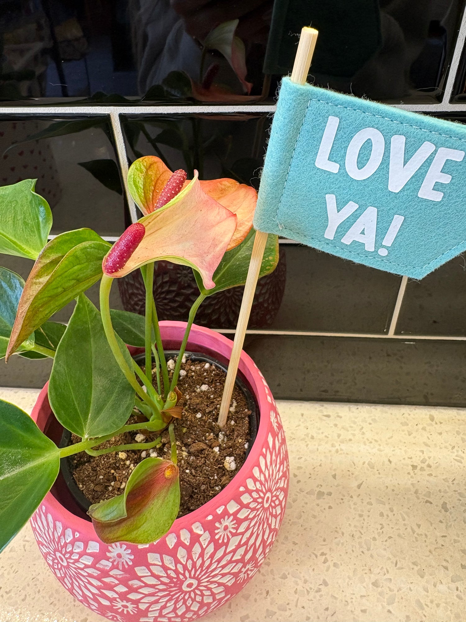 Valentines Anthurium Plant 4.5”