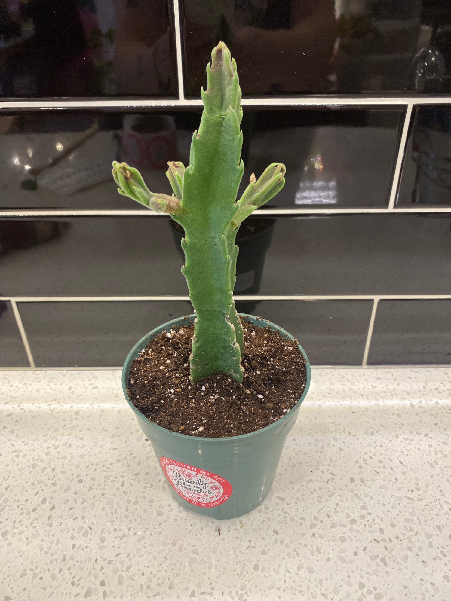 Starfish Cactus