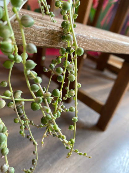 String of Pearls Vari Curio 6”