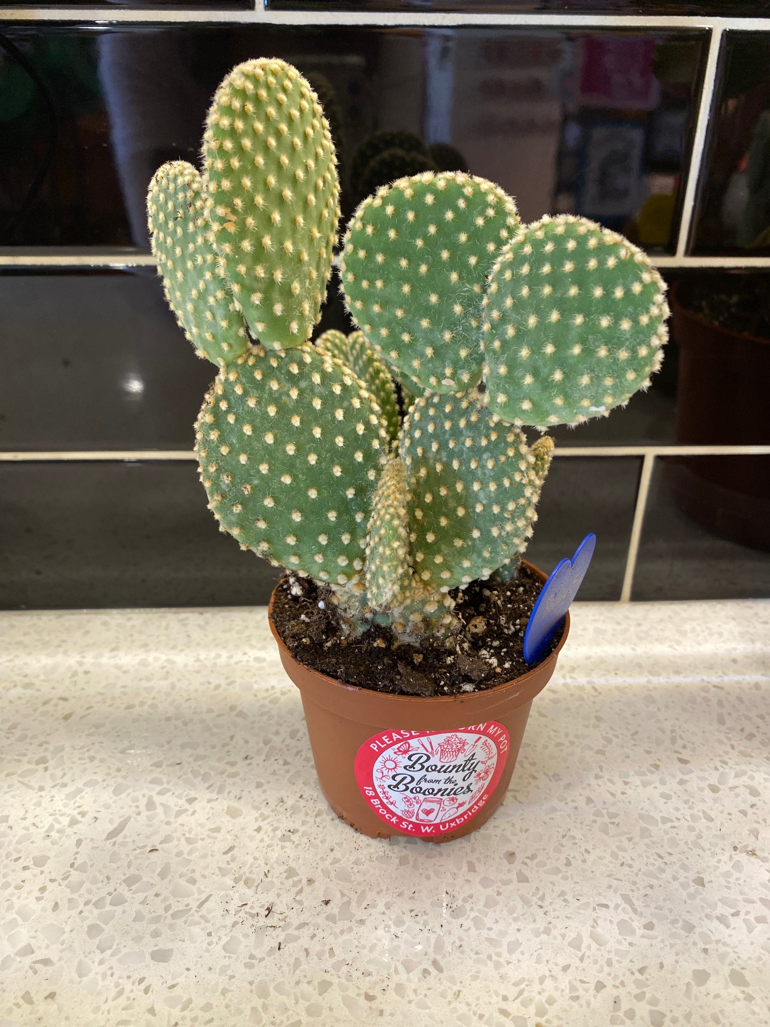 Bunny Ear Cactus