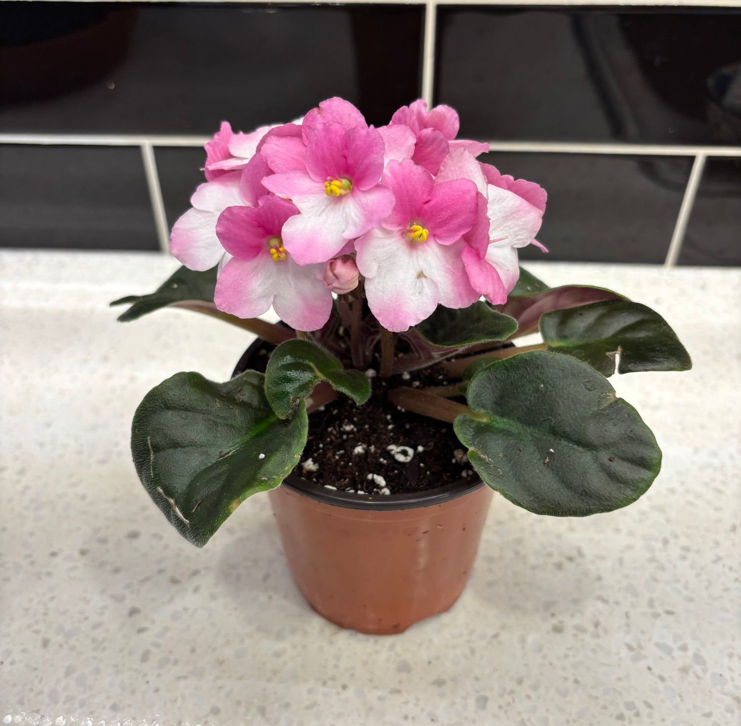 African Violet