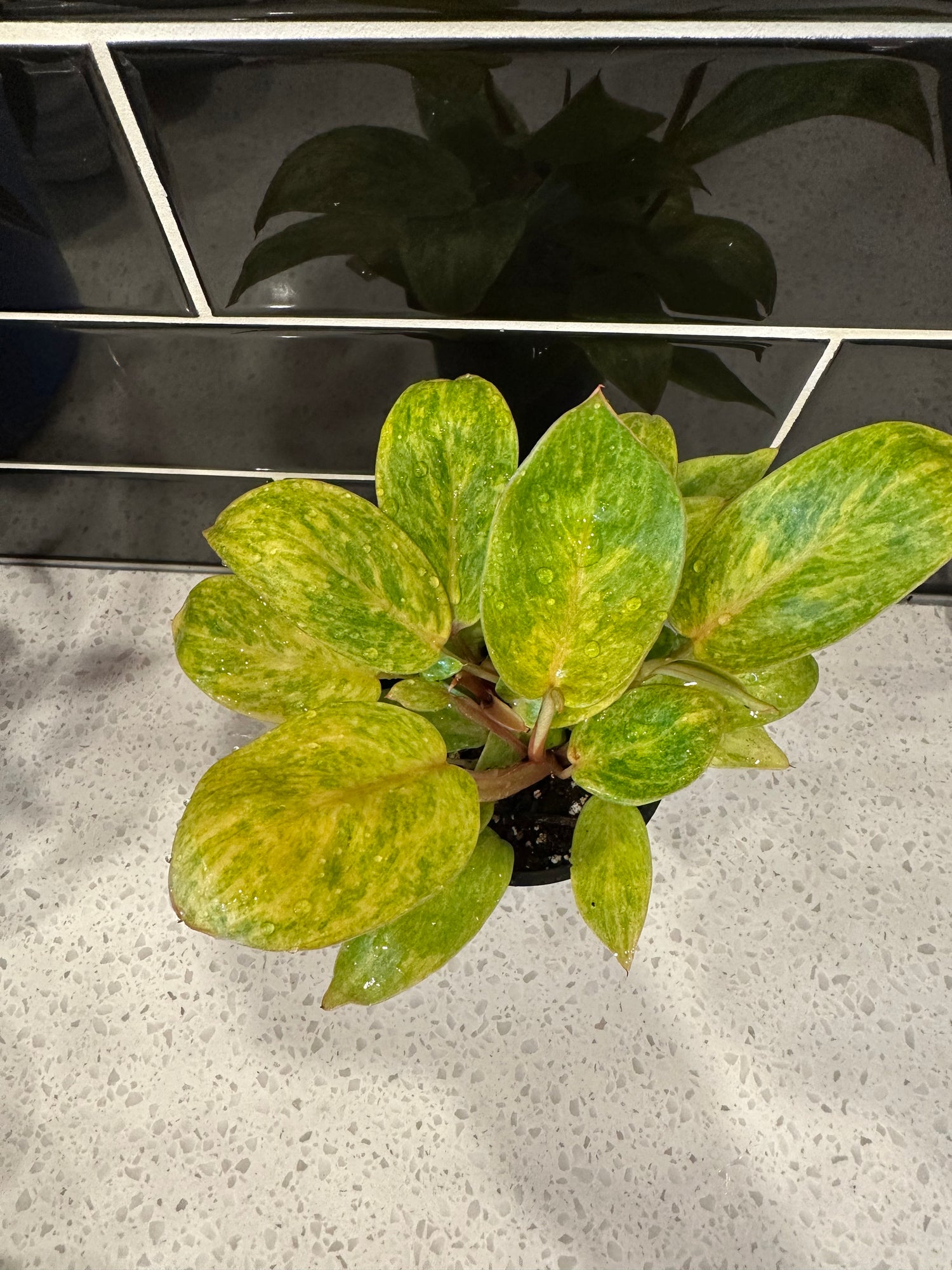 Philodendron Painted Lady