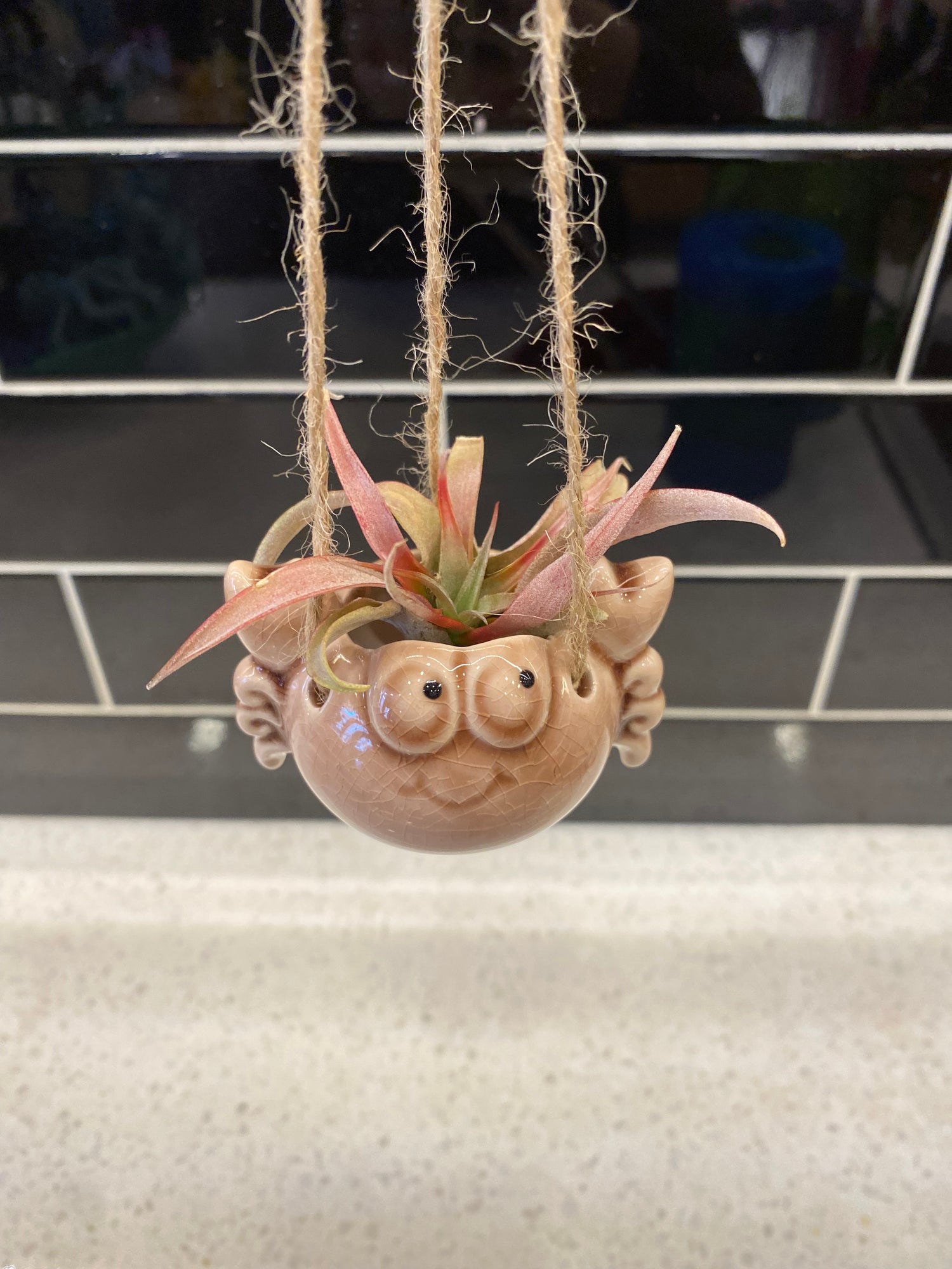 Crab Air Plant