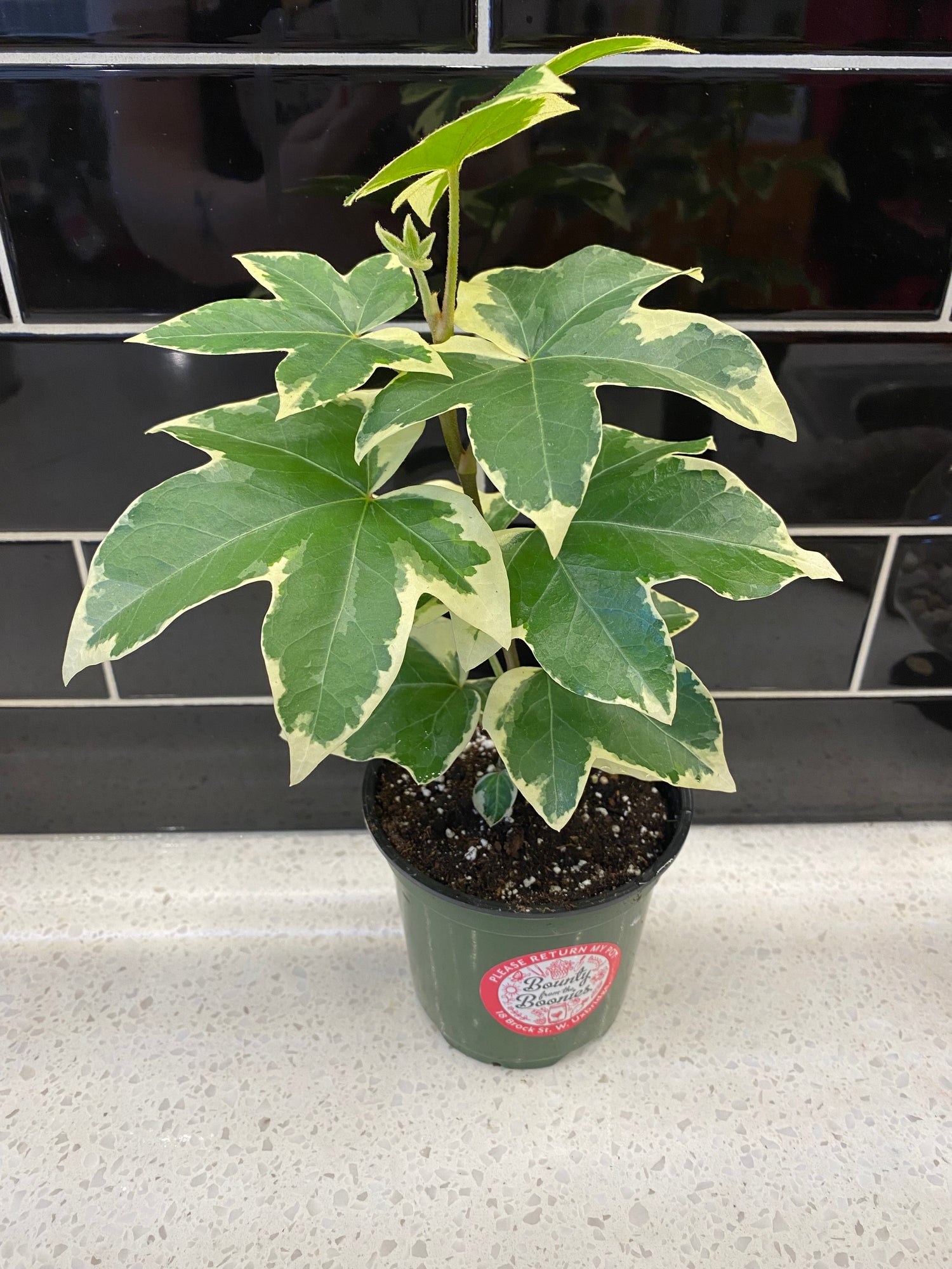 Fatshedera Angyo Star