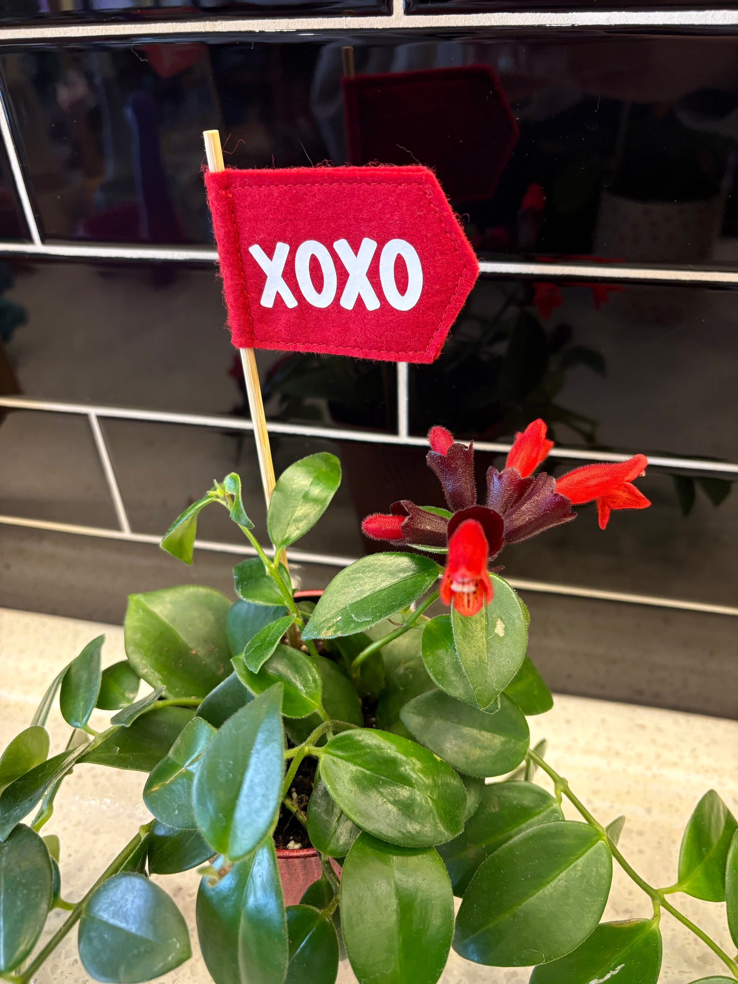 Valentines Lipstick - Mona Lisa Plant 4”