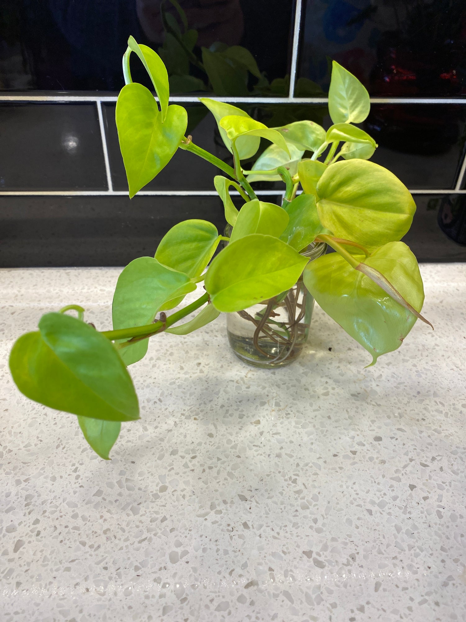 Neon Pothos - Clipping