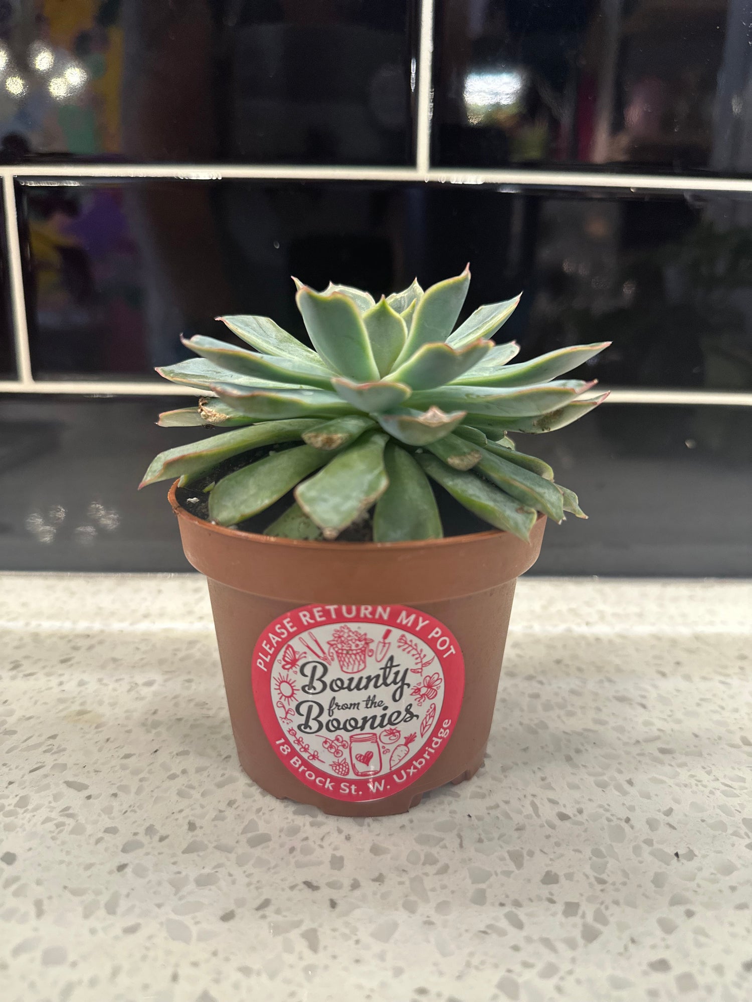 Echeveria