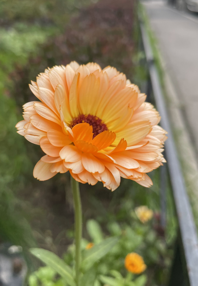 Calendula, Oopsy Daisy, Seeds