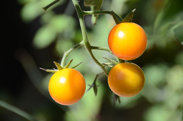 Tomato, HoneyComb, Seedling