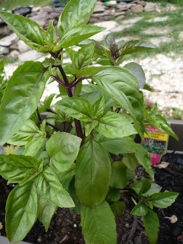 Basil, Cinnamon, Seedling