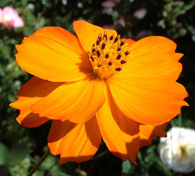 Cosmos, Bright Lights, Seeds