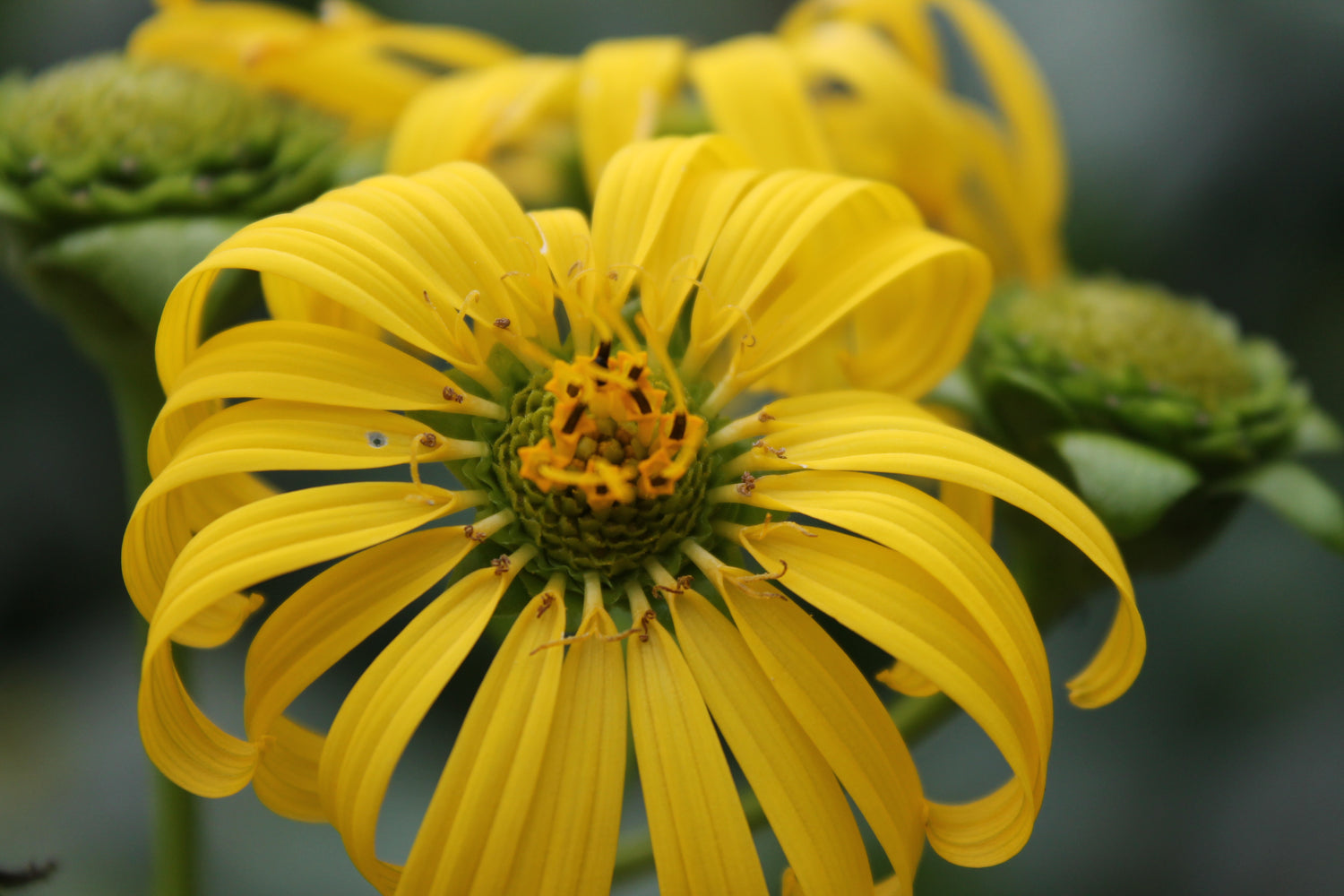 Cup plant, Silphium perfoliatum