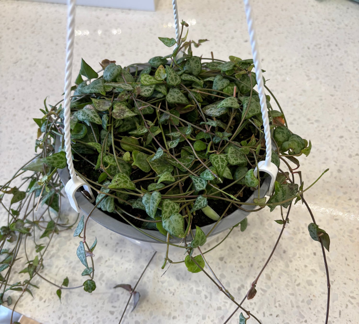 String of hearts- Green Love 6”