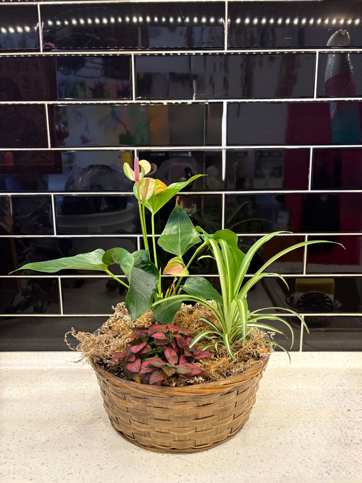 Potted Houseplant Centrepiece