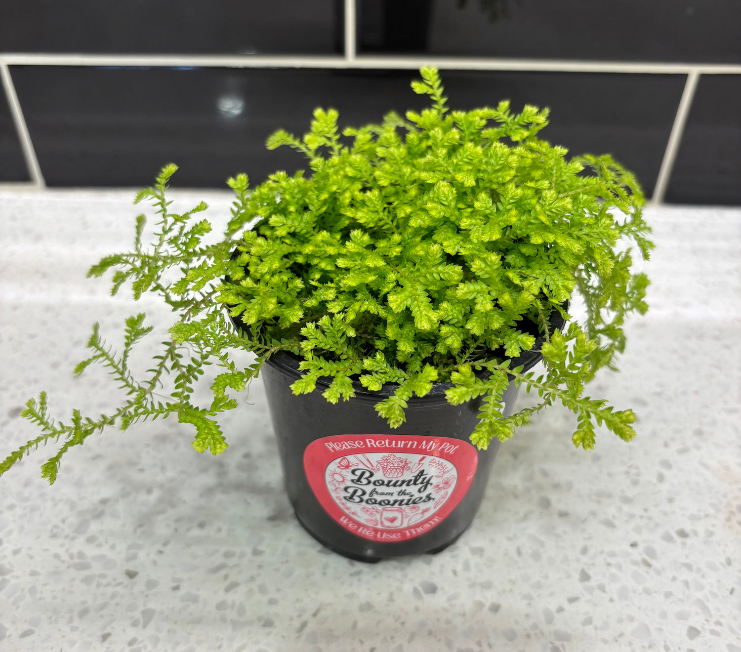Club Moss