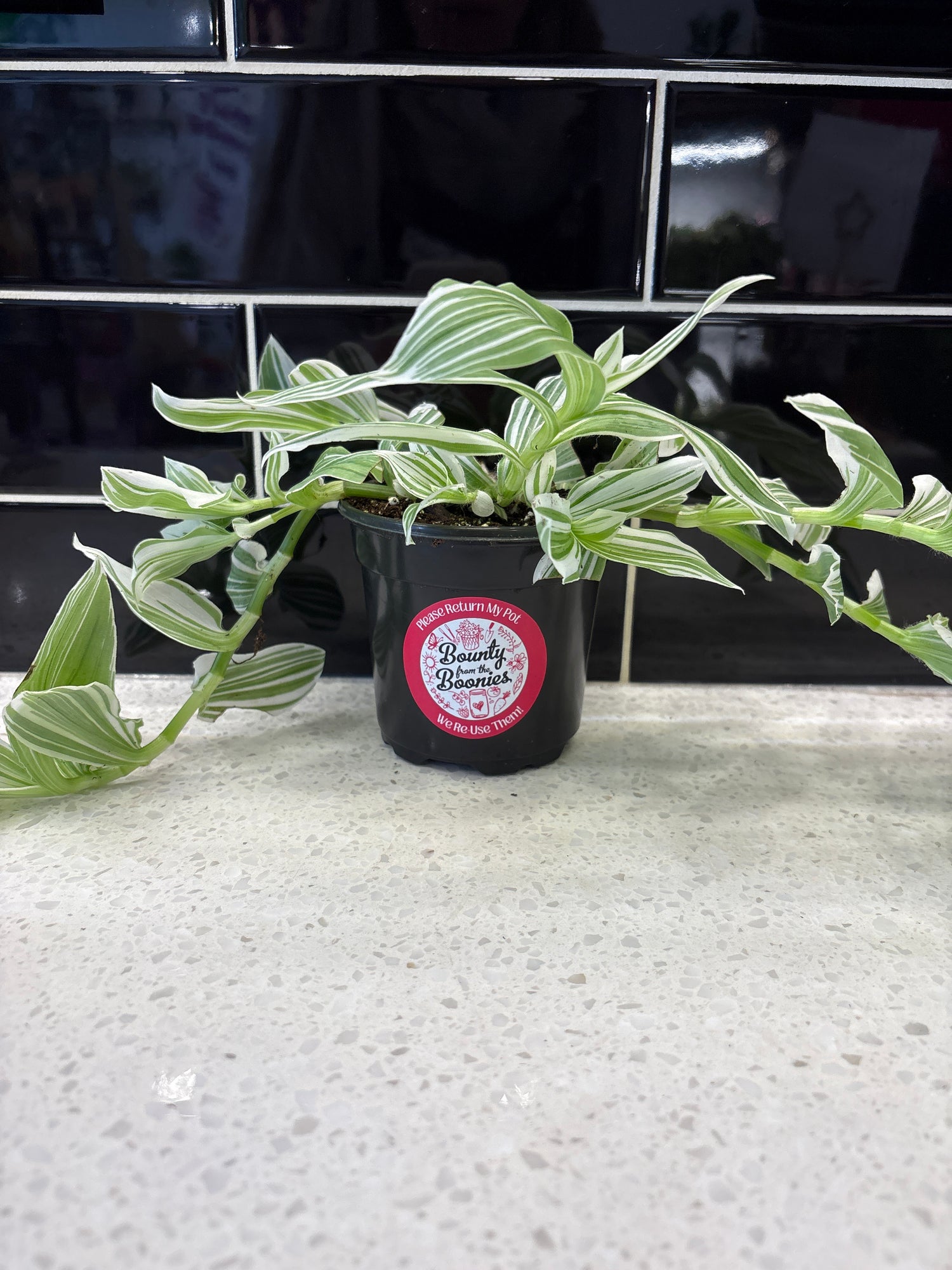 Tradescantia Fluminensis, White Pistachio