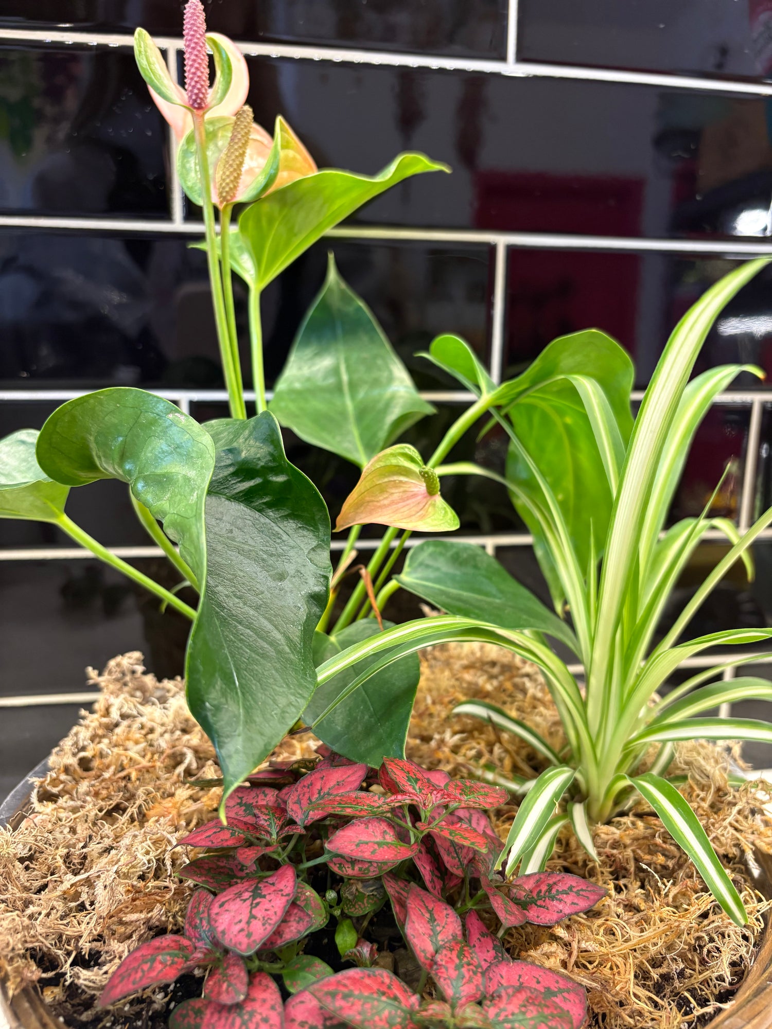Potted Houseplant Centrepiece