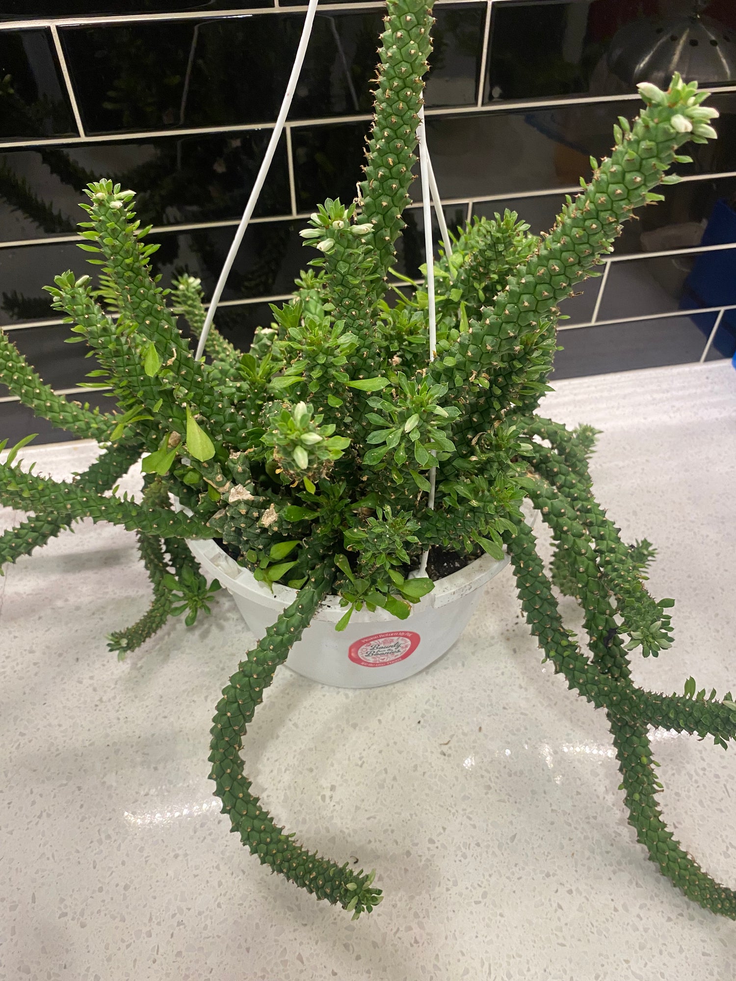 Medusa Head Cactus