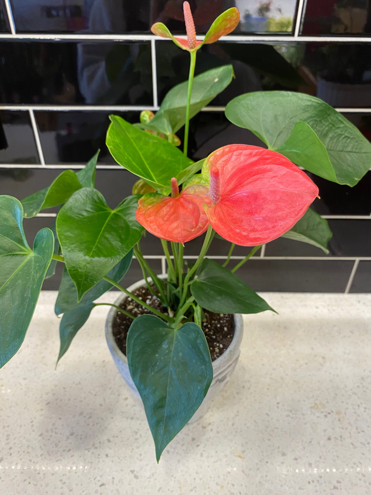 Potted Anthurium in Grey Face Pot