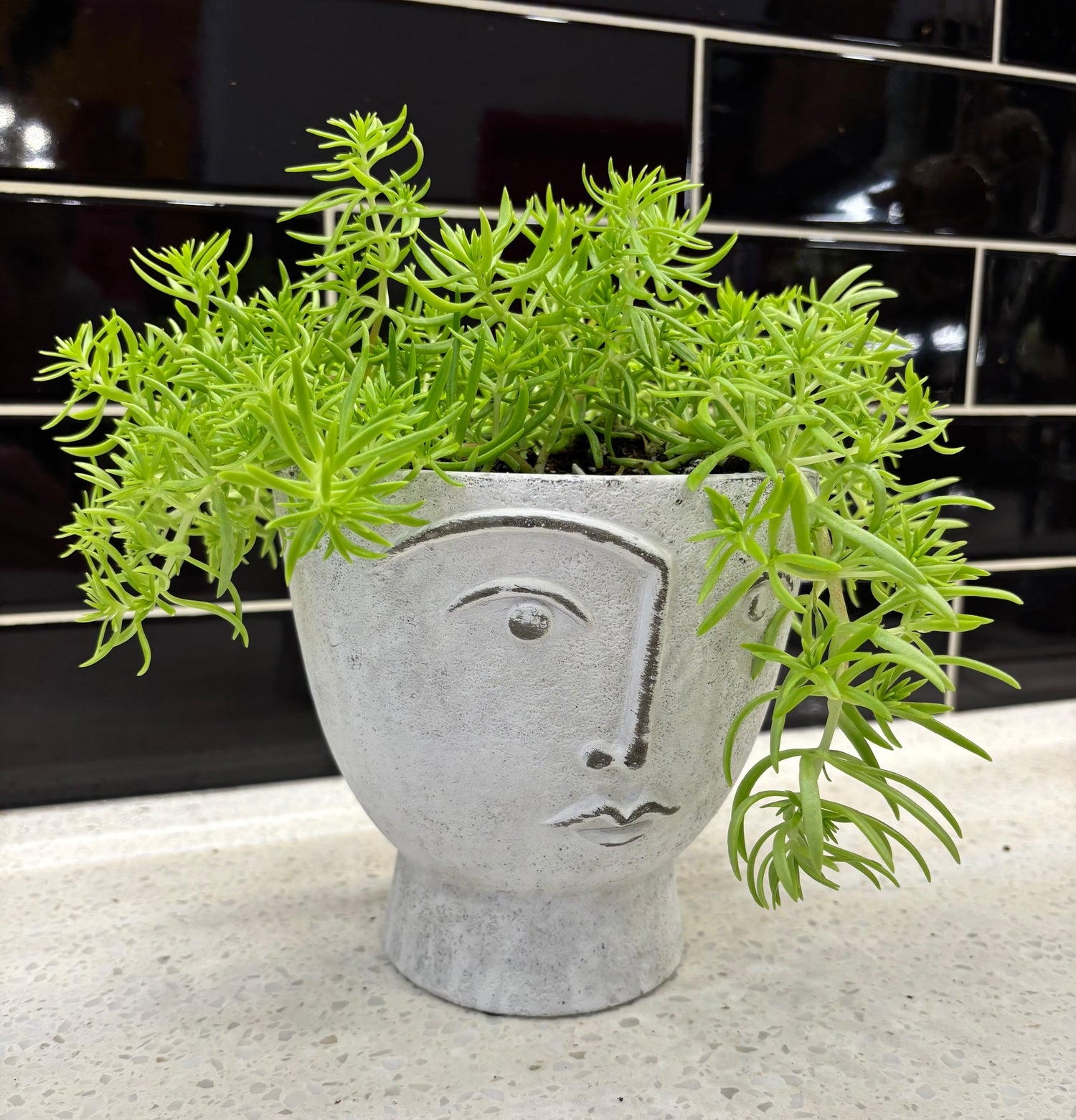 Stone Face Pot with Sedum Lemon Balm