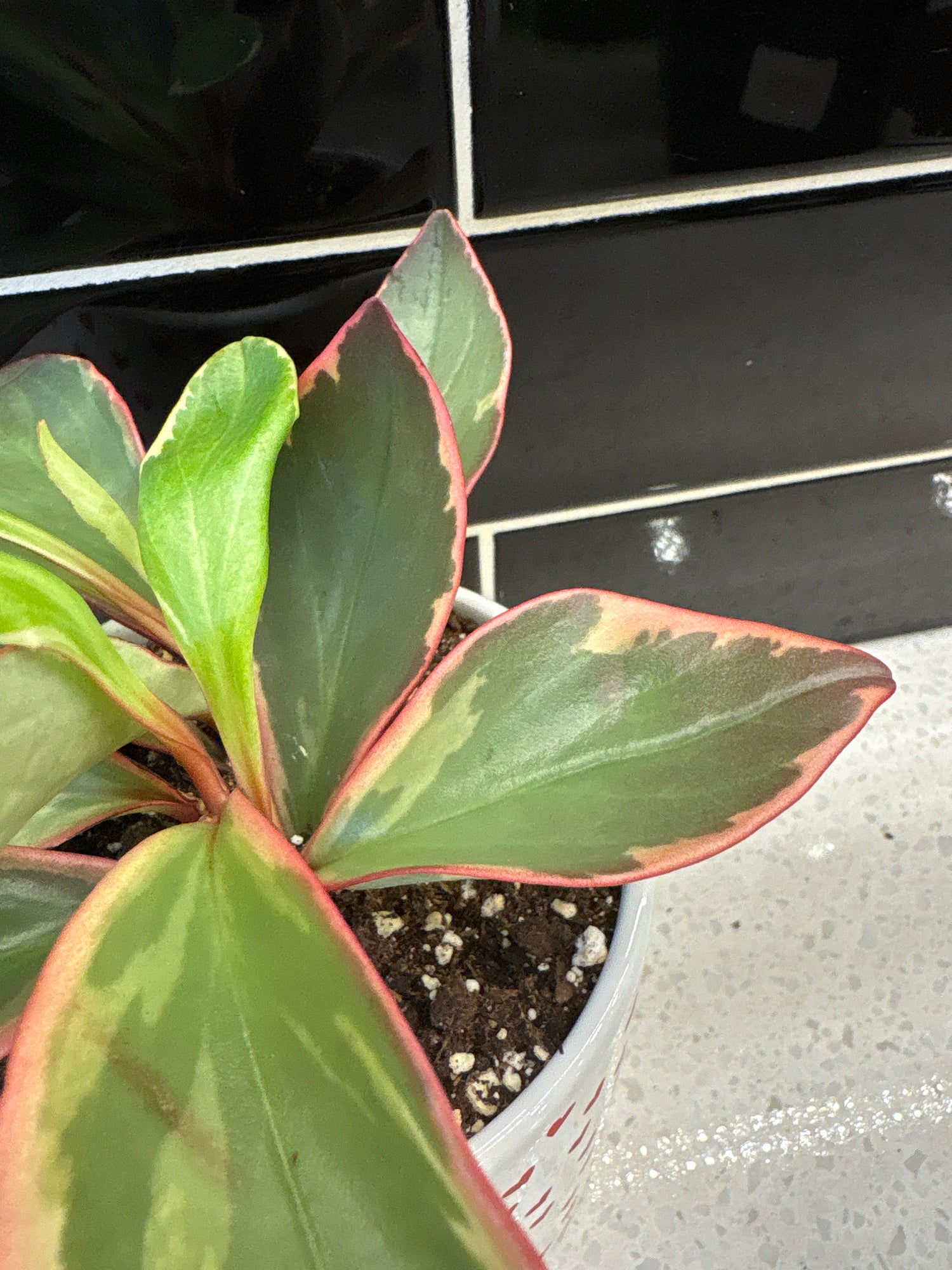 Red Heart Ceramic Pot with Ginny Peperomia