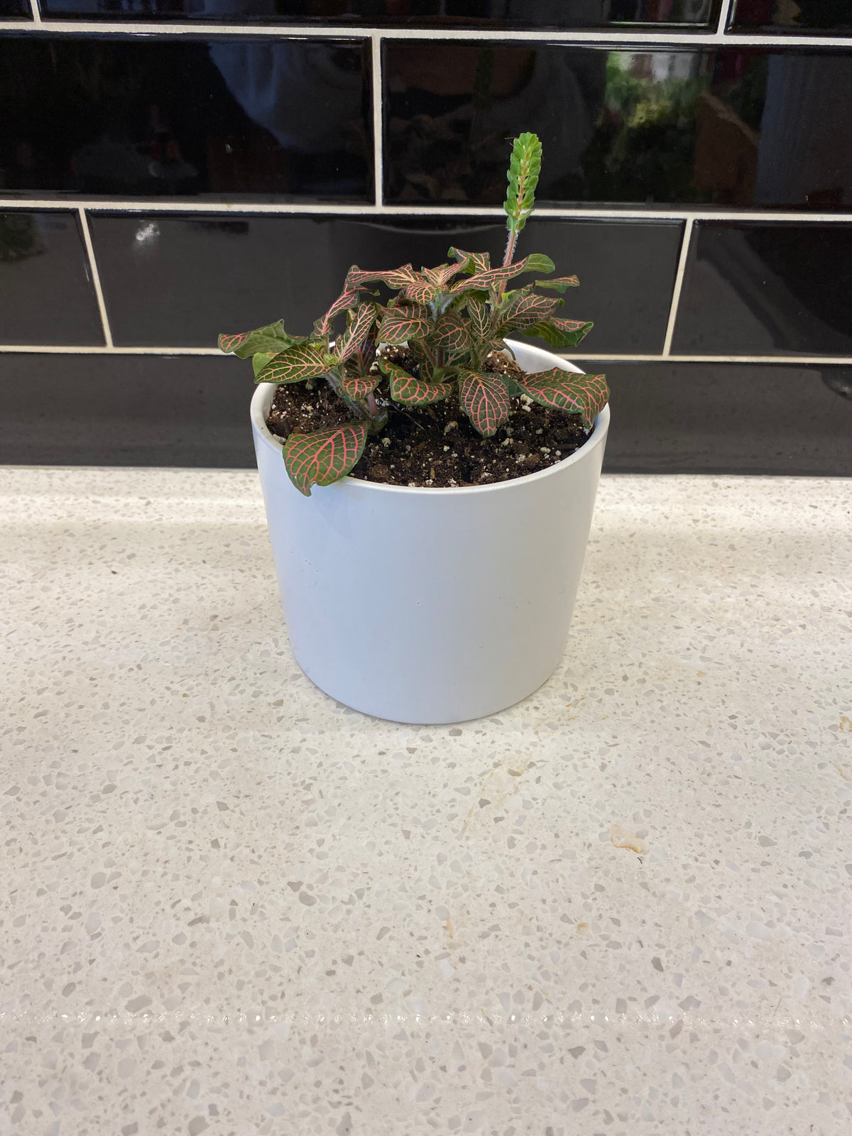 Nerve Plant in White Pot