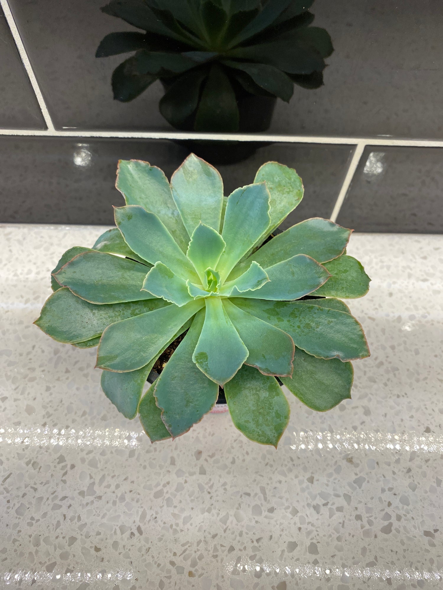 Echeveria