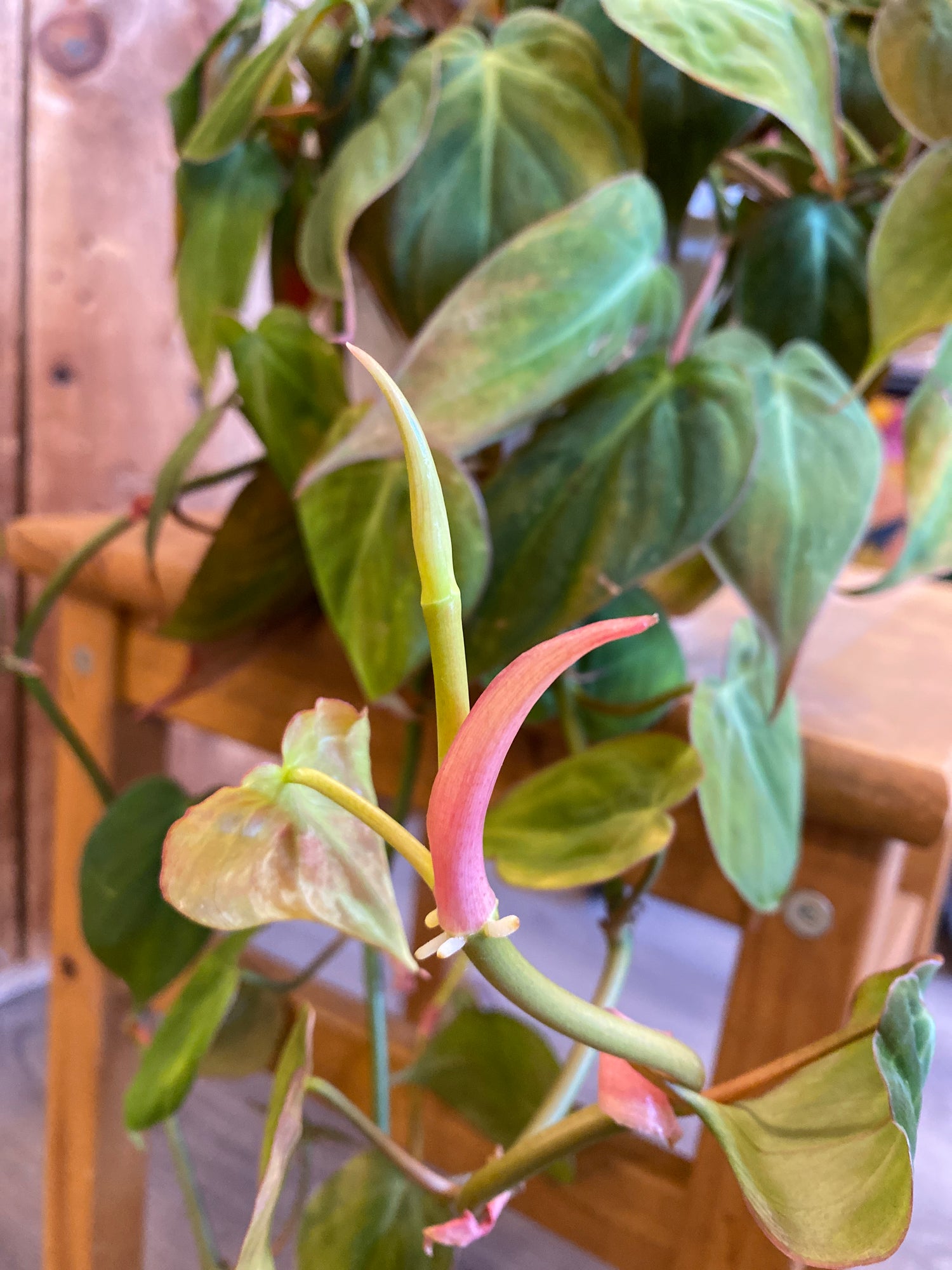 Philodendron - Micans