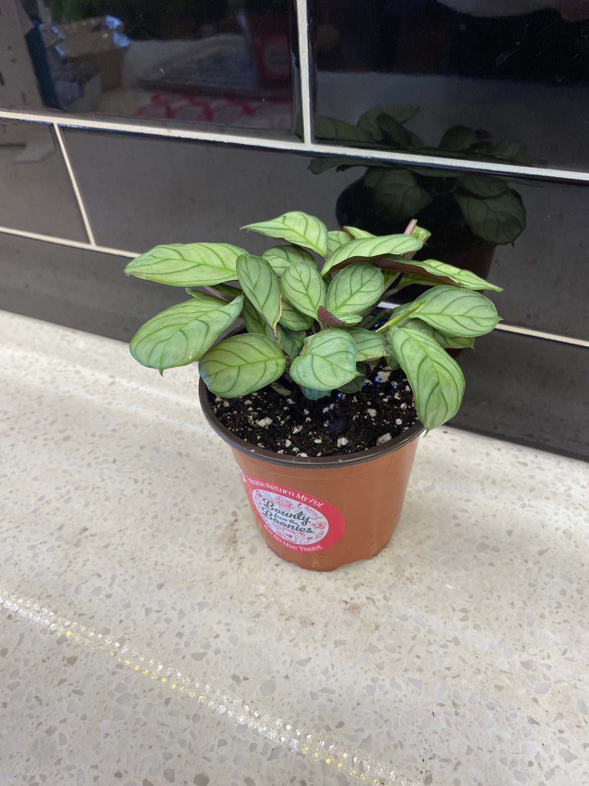 Calathea Burle Marxii
